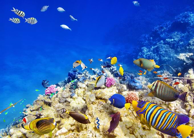 Animal Fish Fishes Underwa