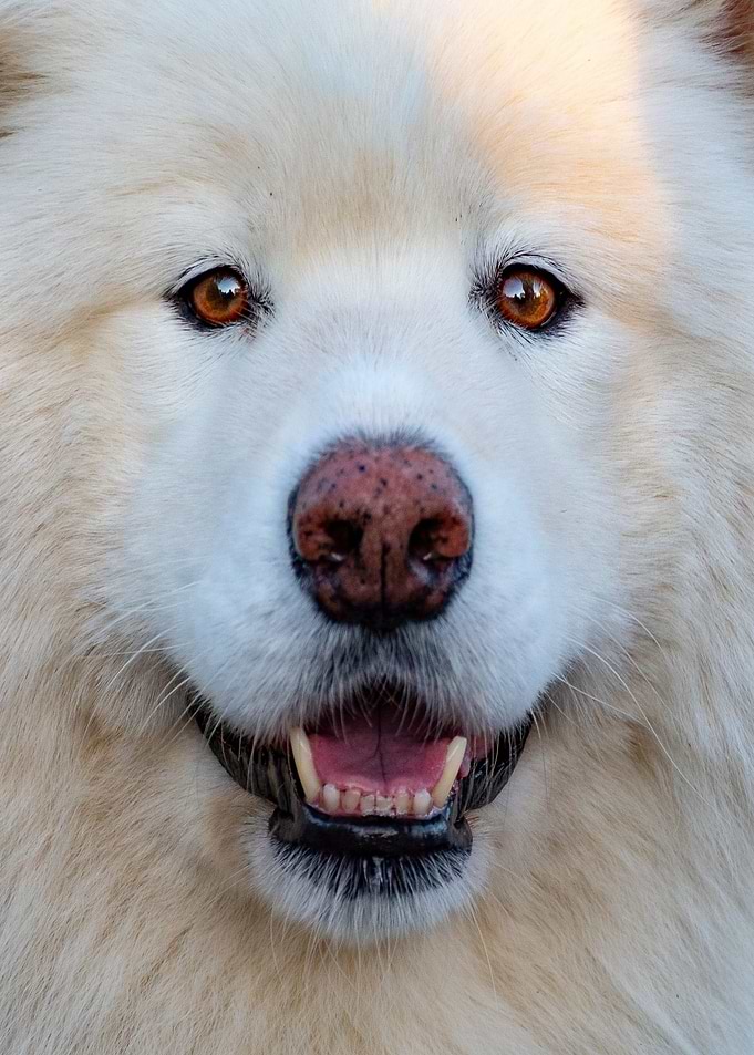 white samoyed