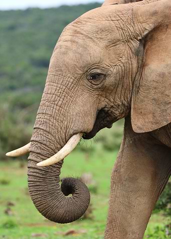 Elephant 9922