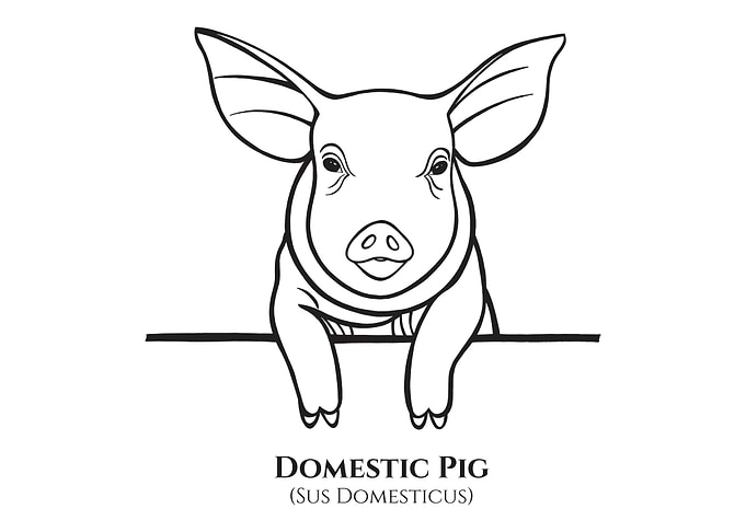 Piggy with Latin name