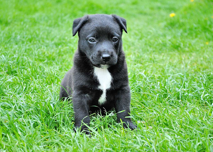 puppy young dog black