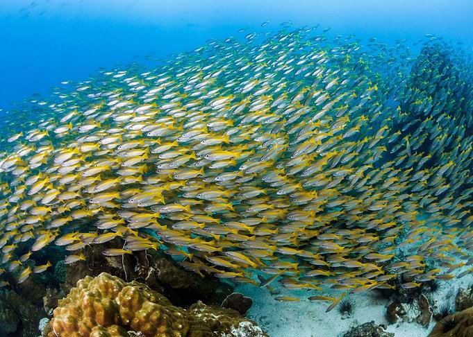 Animal Fish Fishes Underwa