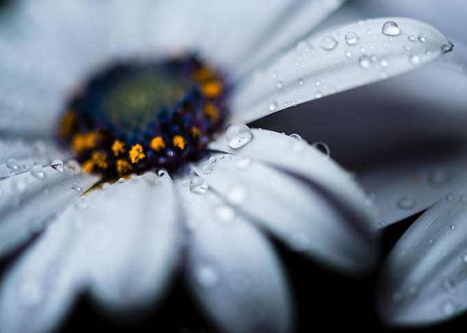 Wet flower