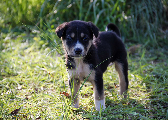 baby dog green grass