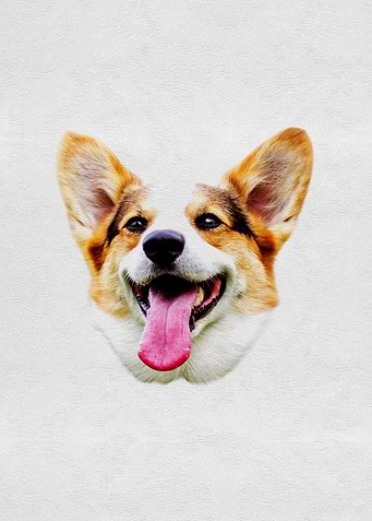 Cute Pet Dog Puppy Head