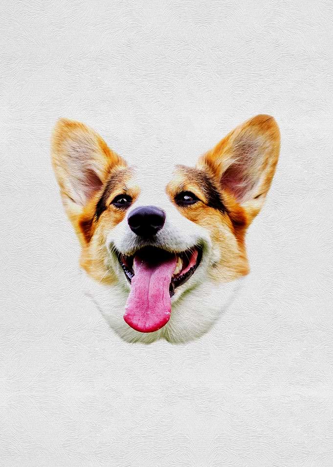 Cute Pet Dog Puppy Head