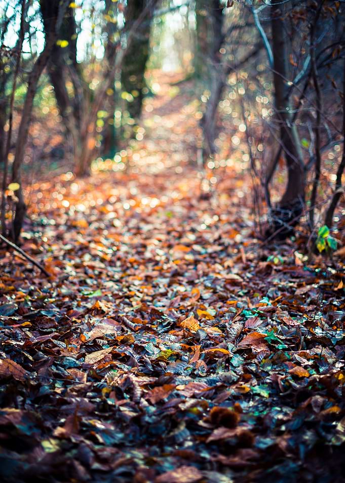 Path in the autumn