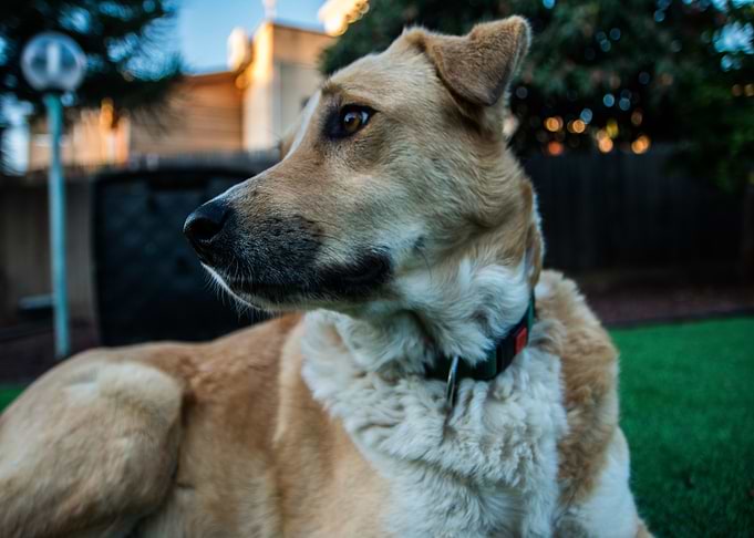 tan white dog