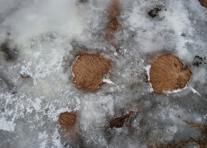 Frozen lake with grass