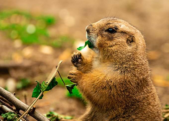 Prairie dog