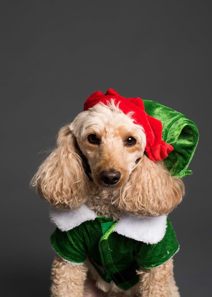 elf costume dog