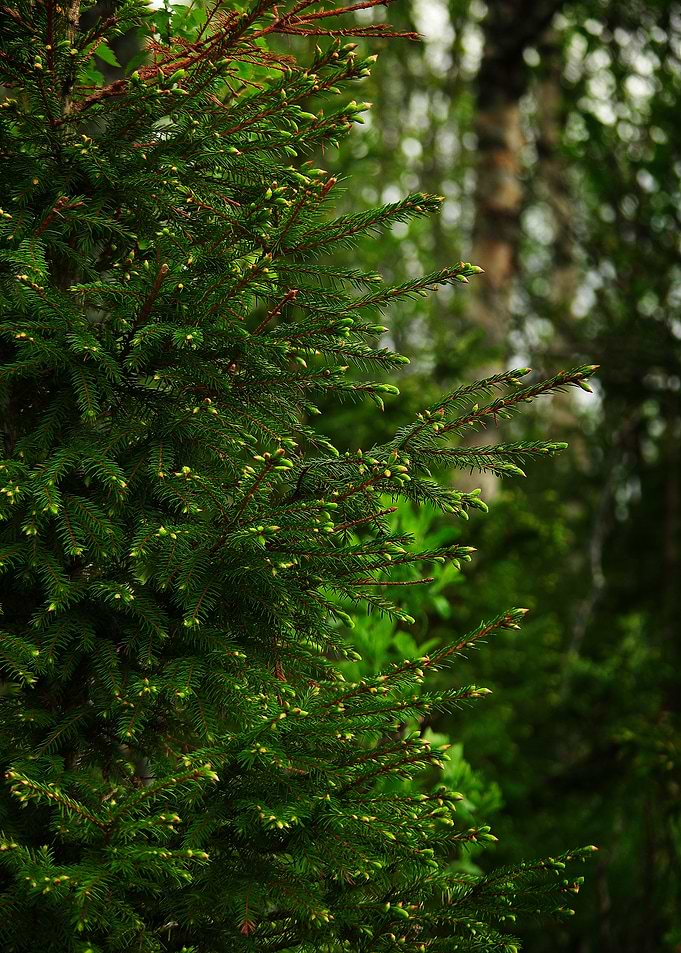 Spruce budding