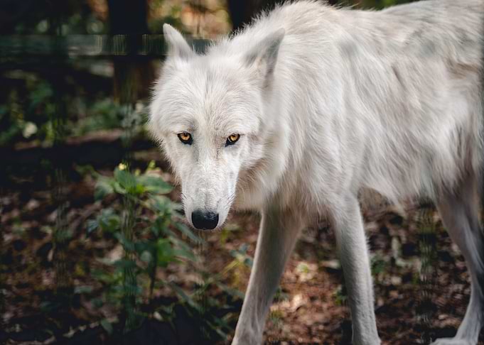white wolf forest