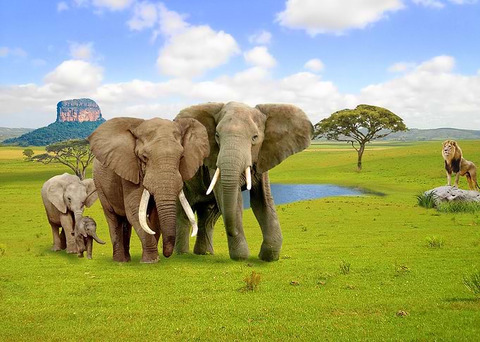 Elephant Animals of Africa