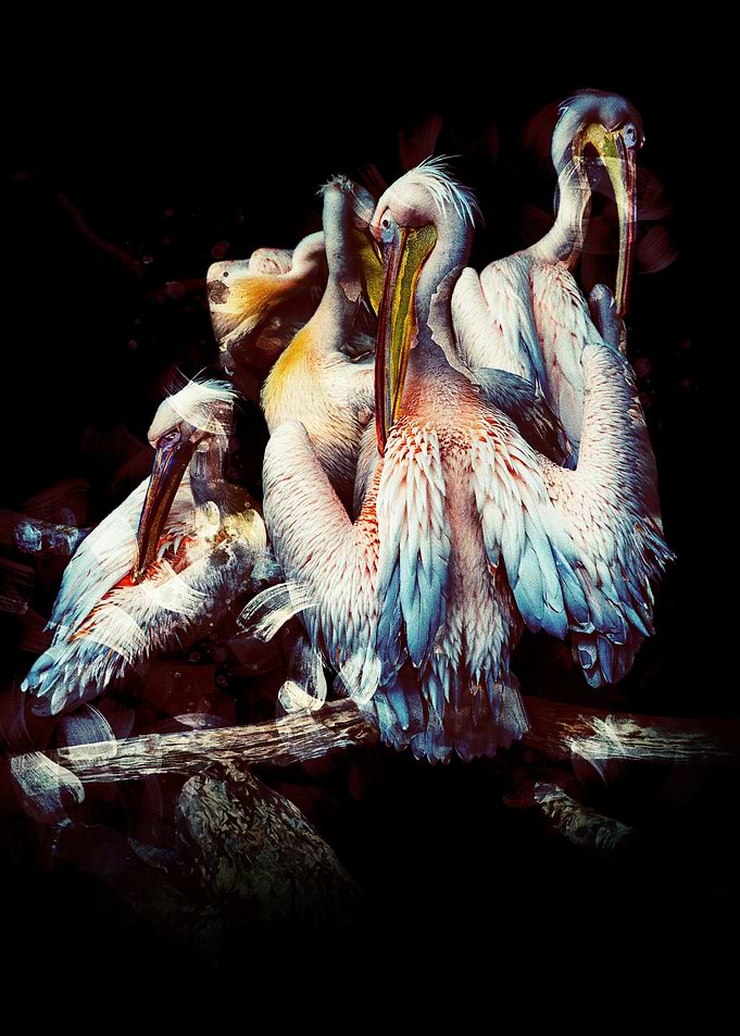 Bird Painting