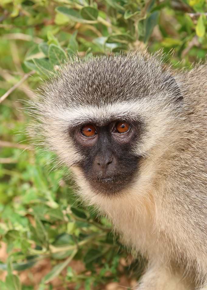 Vevet Monkey 647