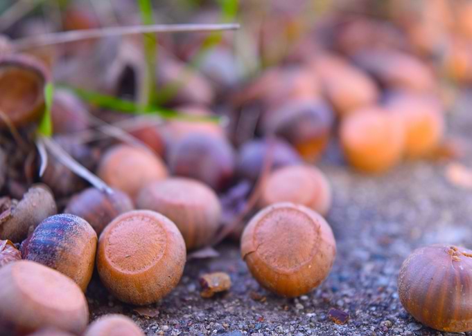 Fall Acorn