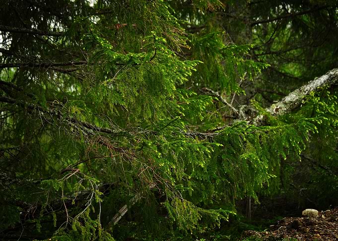 Spruce again