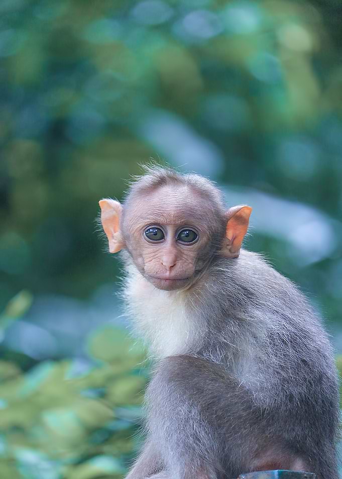 baby grey monkey