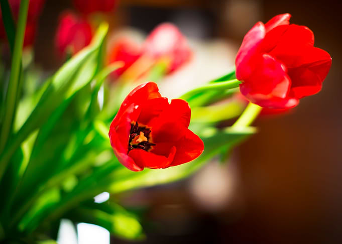 Red tulip