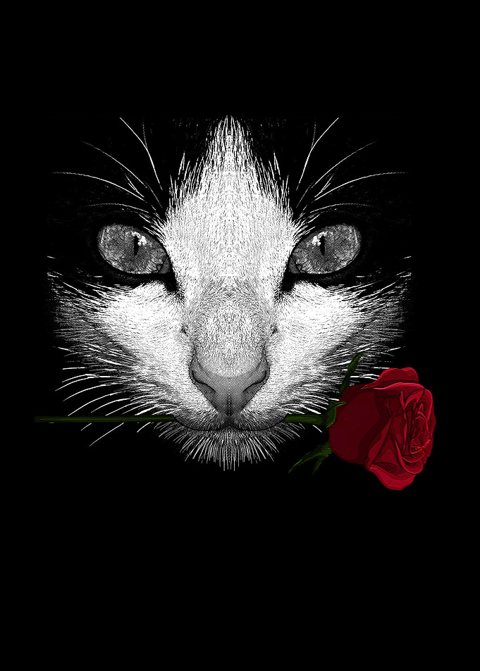 Black Cat