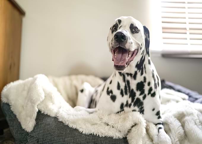 ped bed dog