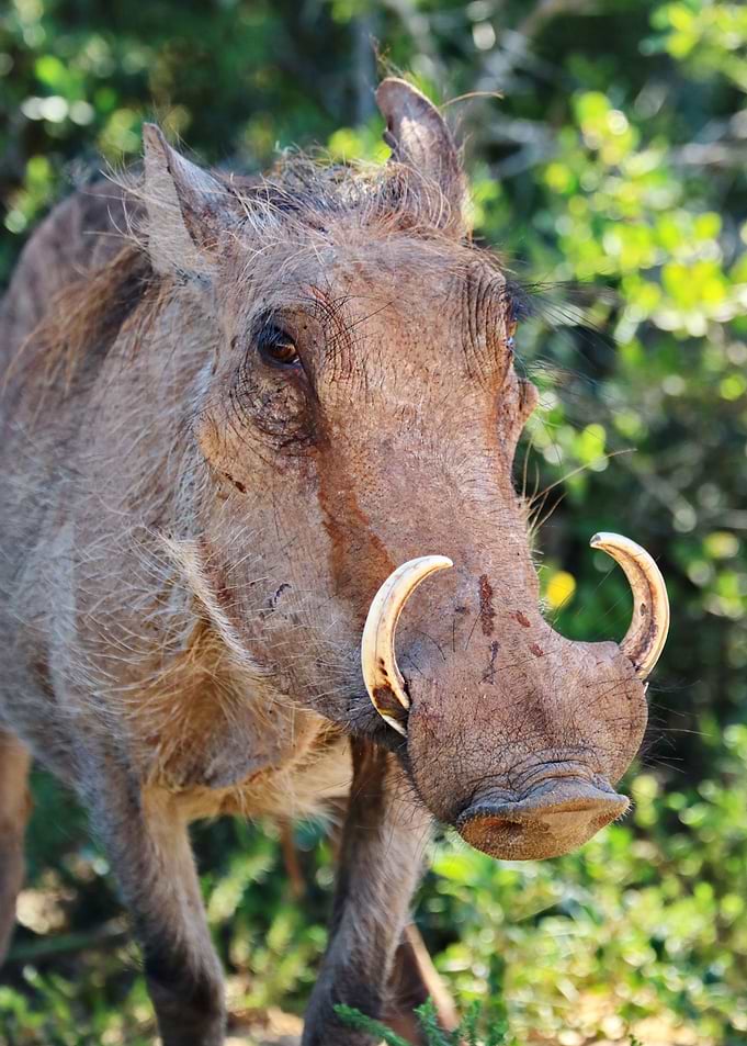 Warthog 8845