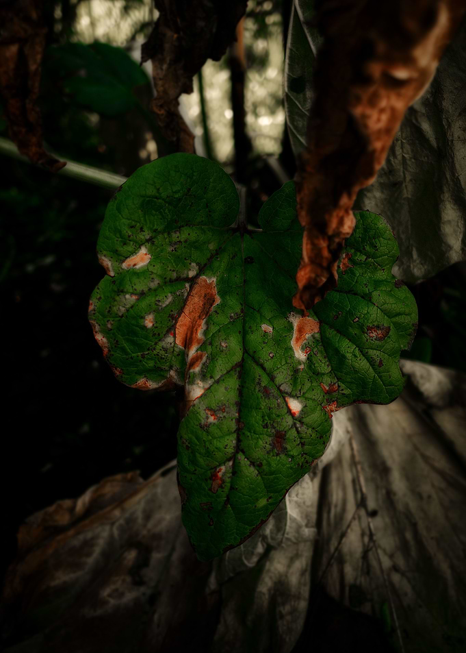 Single leaf