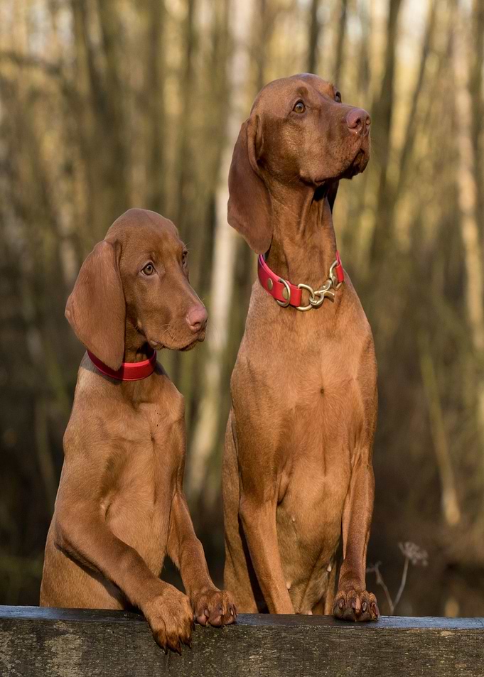 two dog viszla