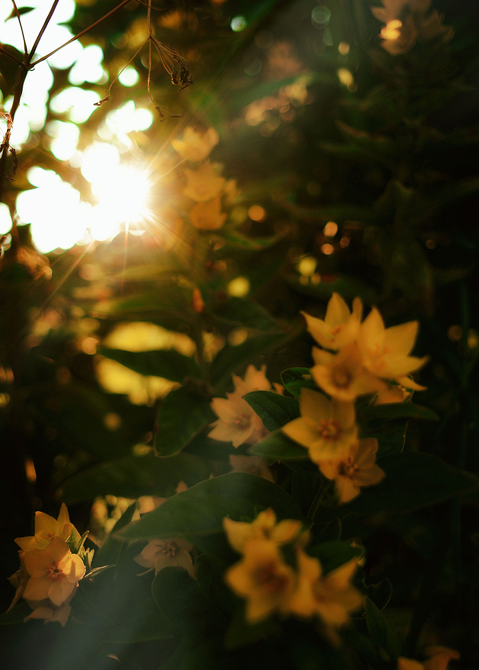 Yellow delight