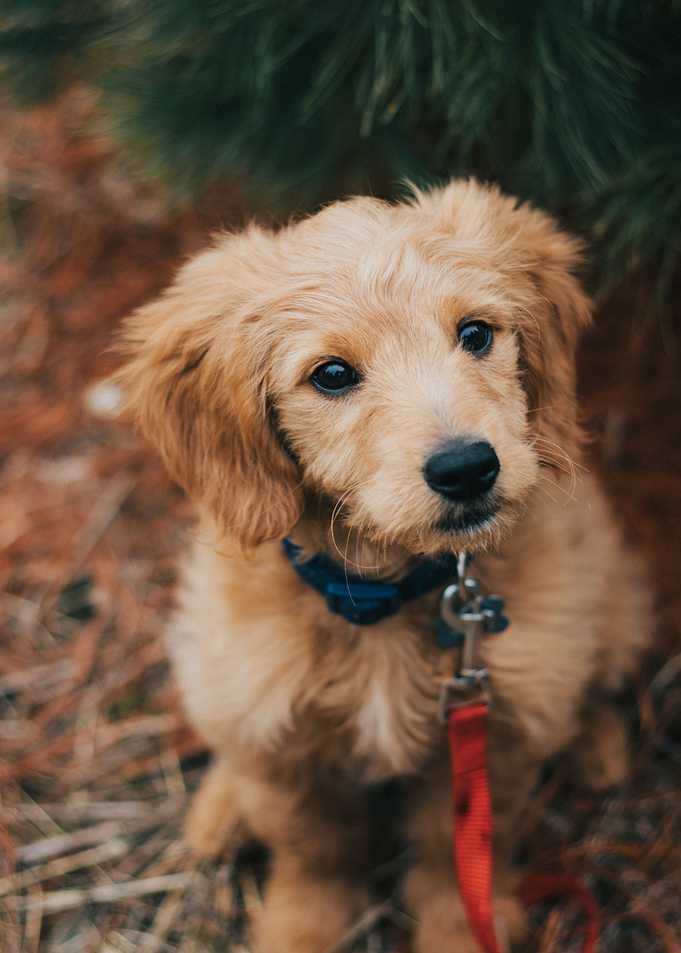 brown dog eye head