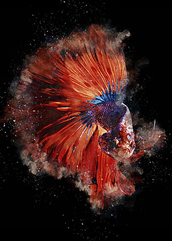 Cupang Painting