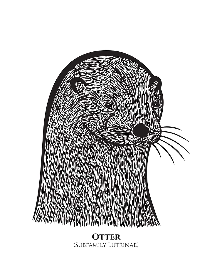 Otter with Latin name