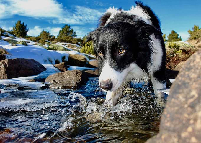 water dog