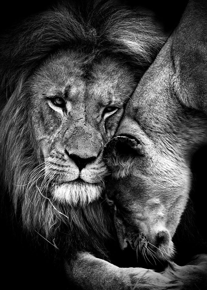 Lions Love black and white