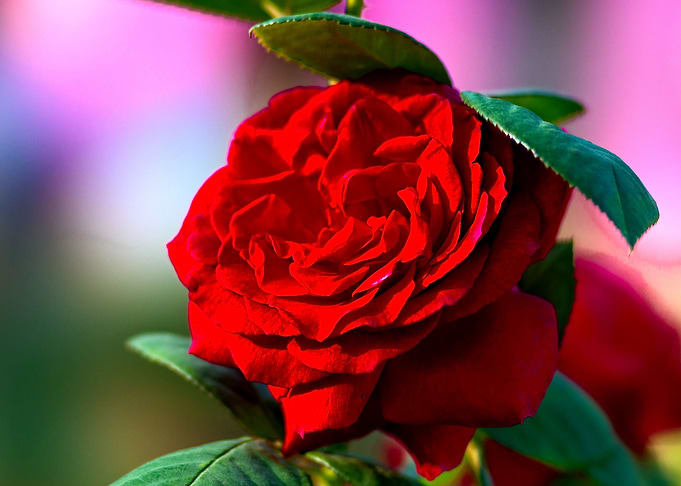 Charming Red Rose Flower