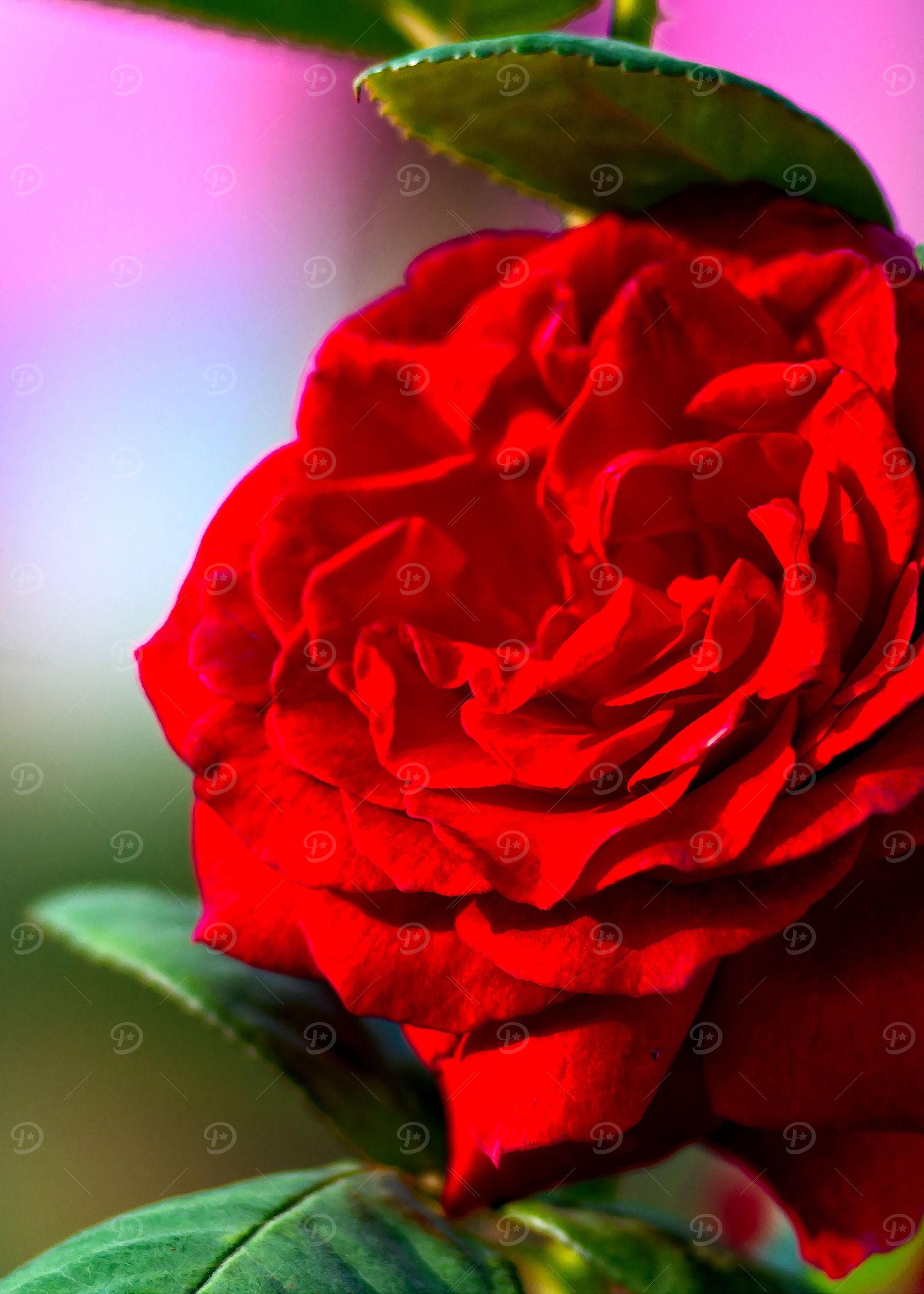 Charming Red Rose Flower