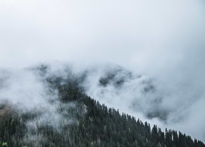 Foggy Forrest
