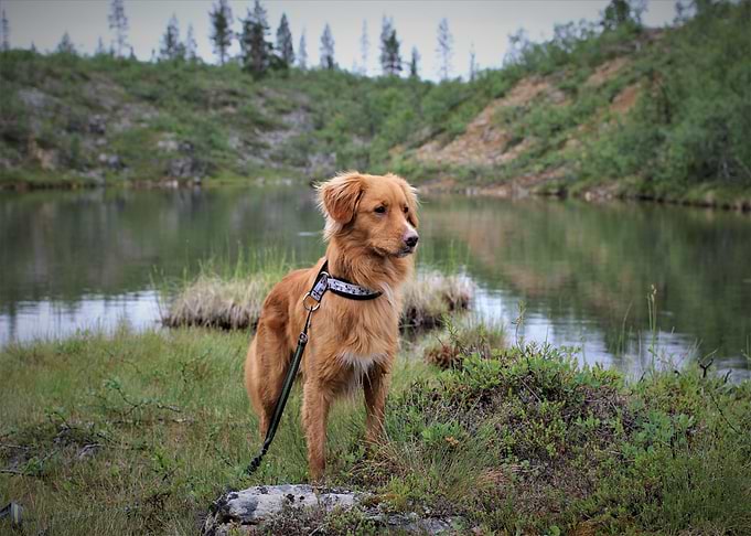 coate brown dog