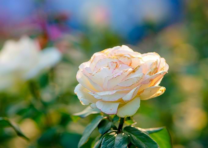 Creamy Rose Flower Beauty