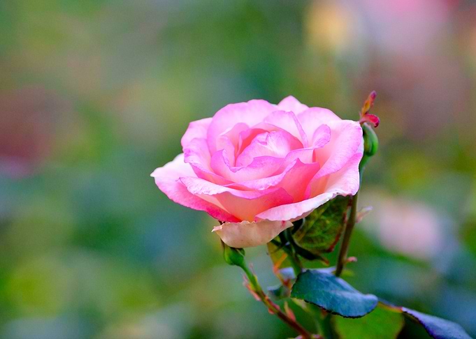 Classy Pink Rose Flower