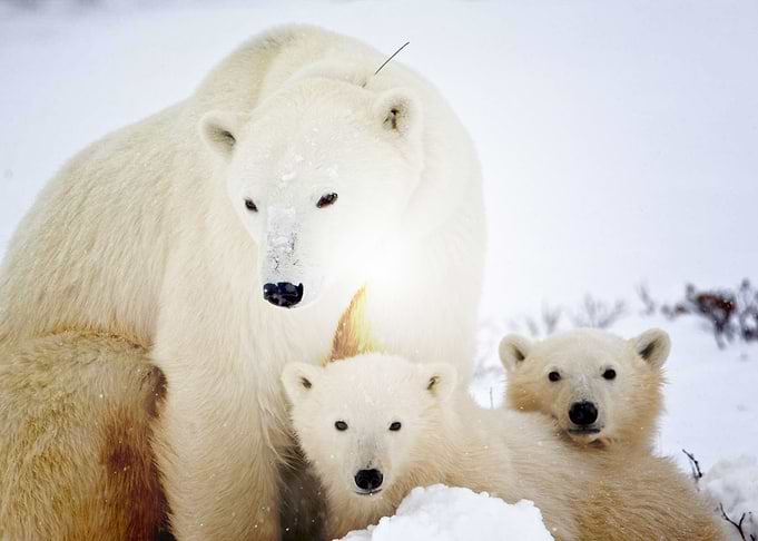 Bear