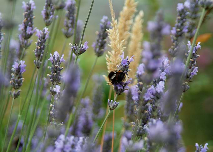 Wild Honey Bee