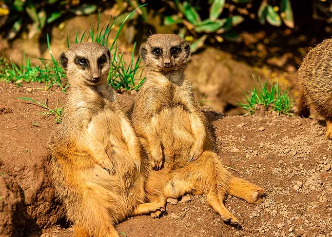 Meerkat