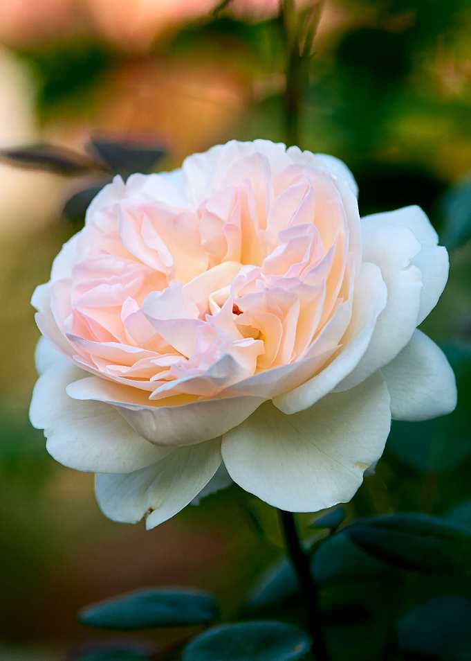 Nice Soft Pink Rose Flower