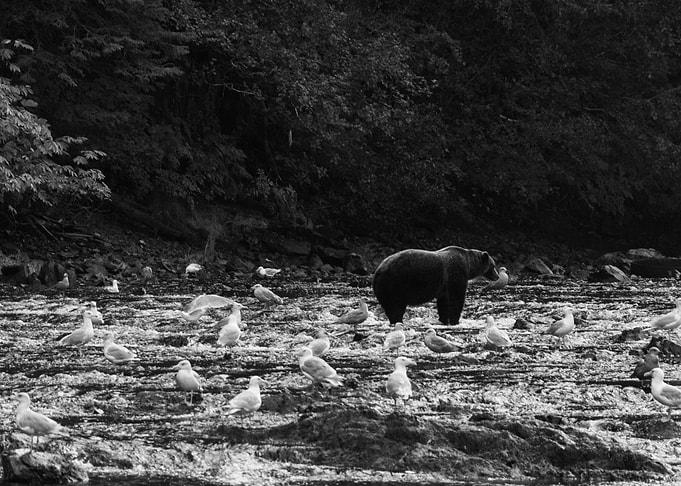 A bear fishing in Alaska