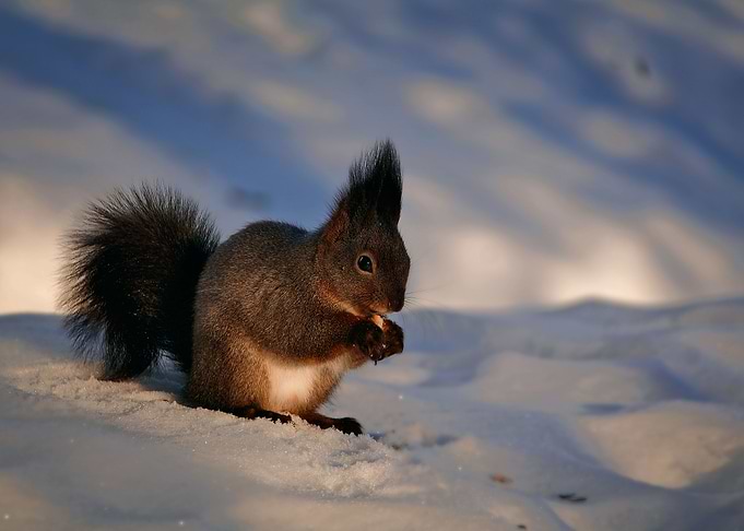 Chipmunk eating