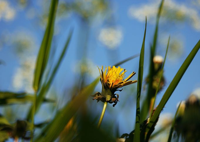 Yellow flower struggling