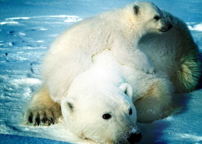 Bear