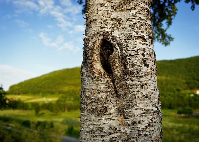Trunk with knot hole